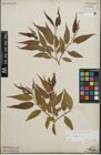 Foto von Salix fragilis L.